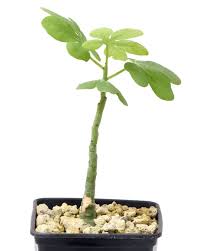 Image result for Adenia glauca