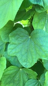 Image result for Menispermaceae