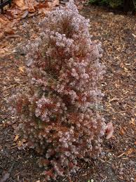 Chamaecyparis Thyoides Ericoides White Cedar Landscape Design New England