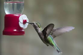 How to make a best hummingbird feeder at home from water bottle. How To Make Hummingbird Nectar Without Boiling The Water 4 Steps