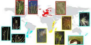 Image result for Schoenoxiphium