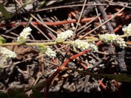 Image result for Aerva leucura