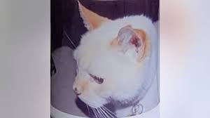 Deceased cat gets voter registration application in the mail