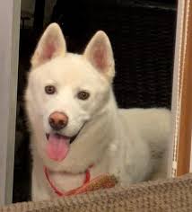 Resort dog appearing in the morning and evening