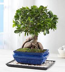 Our bonsai tree gifts include flowering bonsais, money trees & more delivered right to your door. Ginseng Grafted Ficus 1800flowers Com 157485