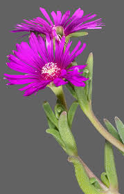 Image result for Delosperma tradescantioides