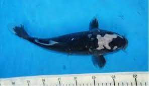 Momotaro showa black dragon 1 year koi.lab. Want To Know 7 Most Expensive Ornamental Fish In The World This Is It Steemit