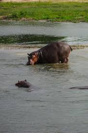 What Animals Live In The Nile River? - Worldatlas