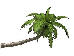 海边的椰树 plant leaves plants giphy