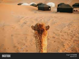 No need to go very far: Camel Riding First Image Photo Free Trial Bigstock