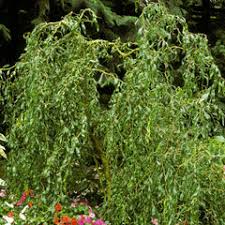 Image result for venturia saliciperda willow tree