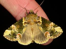 Peach Blossom Thyatira Sp Drepanidae Beautiful Butterflies Moth Colorful Moths
