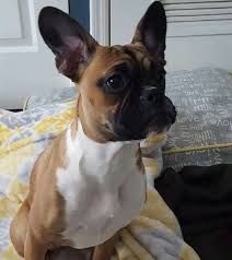 The french bulldog is a sturdy, compact, stocky little dog, with a large square head that has a rounded forehead. French Bulldog Pitbull Mix Petfinder