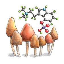 Image result for Psilocybin