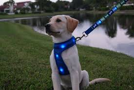 Dog E Glow Led Dog Collars Leashes And Harnesses Lighted Dog Collars Leashes And Harnesses Dog Harness Dog Collar Light Reflective Dog Harness