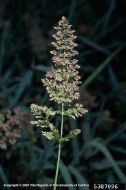 Image result for Polypogon