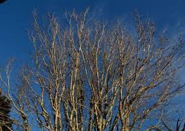 Arbor care tree services hazardous tree felling & tree maintenance starting from 2000, we have worked with 1000s of happy clients. Zen Arbor Care Ltd Arborists Tree Removal Service Swanson Nocowboys
