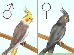 3 ways to tell if a cockatiel is male or female wikihow