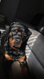 Louka The Rottweiler Modeling Is Her Passion Her Other Passion Is Playing Fetchhttps I Redd It W969n3q9zgi21 Jpg Rottweiler Cat Illnesses Rottweiler Lovers