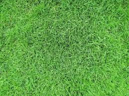 Nah, sama dengan rumput swiss, harganya mulai dari rp 40.000 per m2. 7 Jenis Rumput Taman Yang Cocok Untuk Pekarangan Rumah