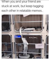 Want the best of buzzfeed animals in your inbox? Clean Memes Page 96 The Best And Most Clean Memes Online