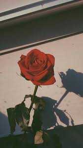 Red Rose Love Rose Wallpaper Flower Aesthetic Aesthetic Roses