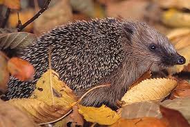 Lebensraum für igel im garten schaffen. Unterschlupf Fur Igel Nabu Igel Igel Im Garten Tiere