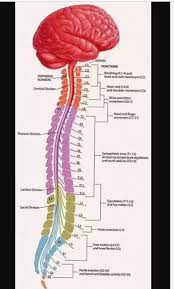 Bone markings and the features of bones (including the correct words used to describe them) are often required the spinous processes of vertebrae, which together form the spine (backbone). How Many Bones Are There In The Spinal Cord Quora