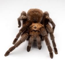 Image result for Aphanocalyx trapnellii