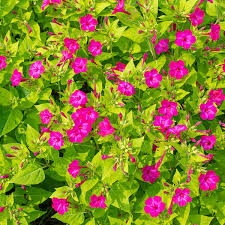 Image result for Mirabilis