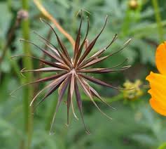 Image result for Cosmos sulphureus