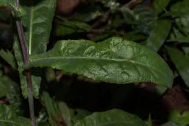 Image result for Sonchus friesii