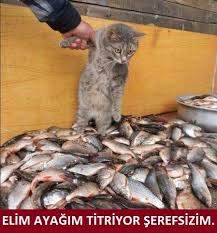 Balik Seven Kedi Uludag Sozluk