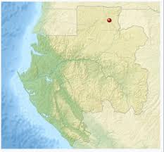 Image result for Sterculia subviolacea