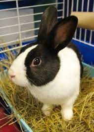So to promote good litter box habits, place hay either directly in the box over the litter or place it in a hay box next to the litter box. How Can I House Train My Rabbit Bc Spca
