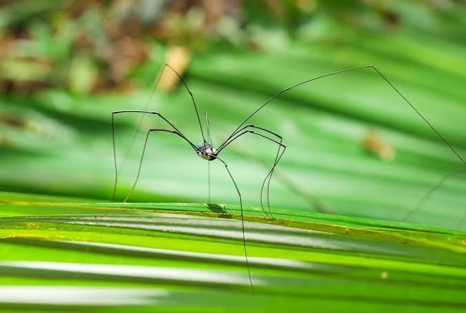 Daddy Longlegs Have False Reputations