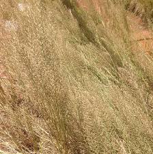 Image result for Pogonarthria