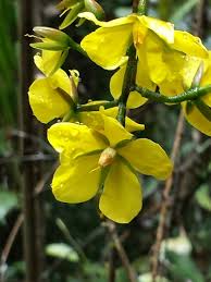 Image result for Campylospermum densiflorum
