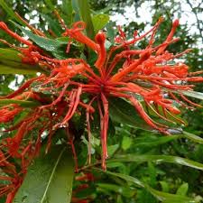 Maybe you would like to learn more about one of these? Embothrium Coccineum Pb6 5 40 50