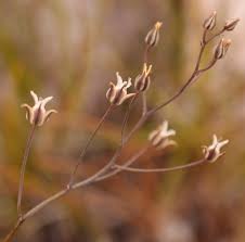 Image result for Eriospermum andongense