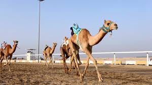 Who is the fastest human ever? Raising Dust In The Desert Qatar S Camel Races Living 2022
