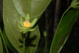 Image result for Pavonia leptocalyx