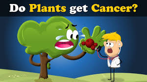 It increased by about 2 percent annually from the 1970s through 2009, primarily in teens. Do Plants Get Cancer More Videos Aumsum Kids Science Education Children Youtube