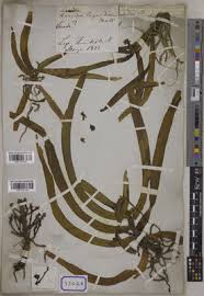 Image result for Hedythyrsus thamnoideus