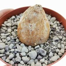 Image result for Cyphia erecta