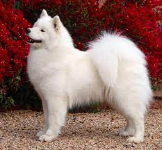 females that are co owned cuddly animals samoyed dog lovers