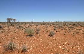 Image result for Lipocarpha atra