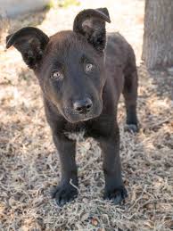 Please check with a local shelter or rescue near you for information on adopting and fostering pets. 900 Adoptable Pets In The Dallas Ft Worth Area Ideas Pets Dogs Adoption
