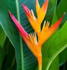 Pin On Beauty Of Flowers