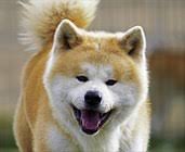 Maybe you would like to learn more about one of these? Akita Hunderasse Wikipedia